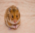 Результат пошуку зображень за запитом "hamster"